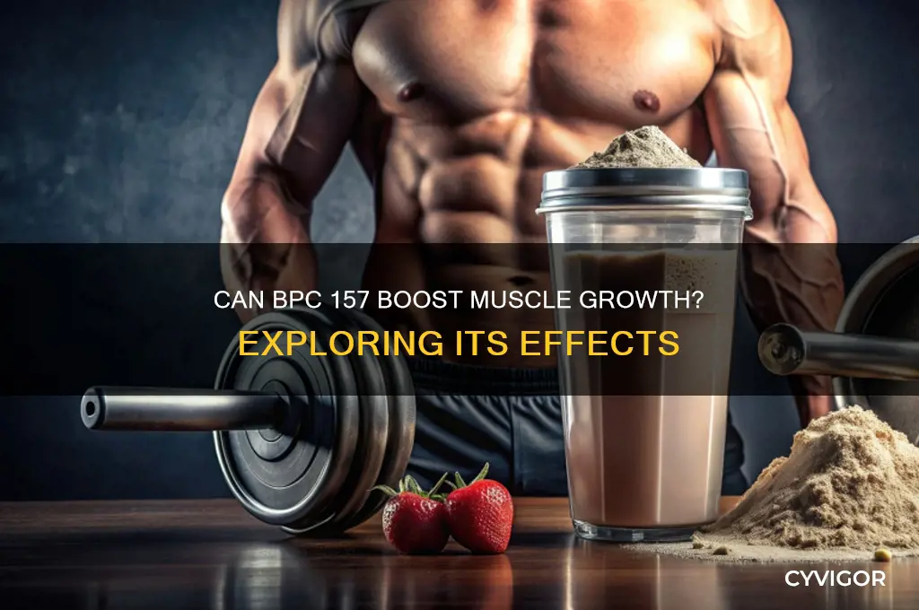 does bpc 157 make you gain muscle
