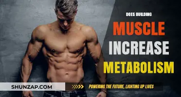 Does Building Muscle Increase Metabolism? The Science Explained