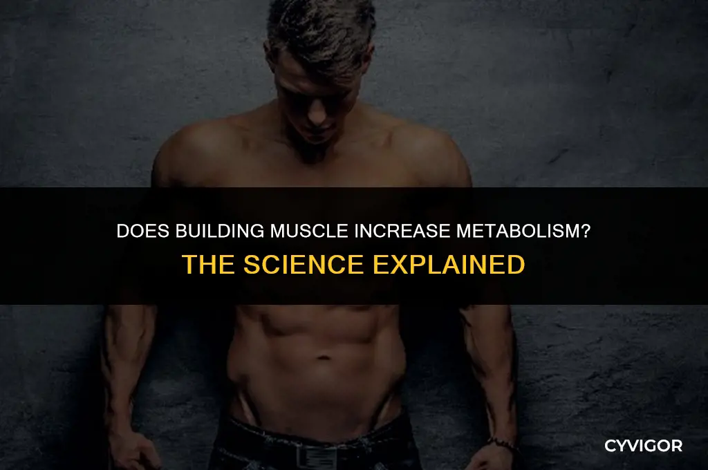 does building muscle increase metabolism