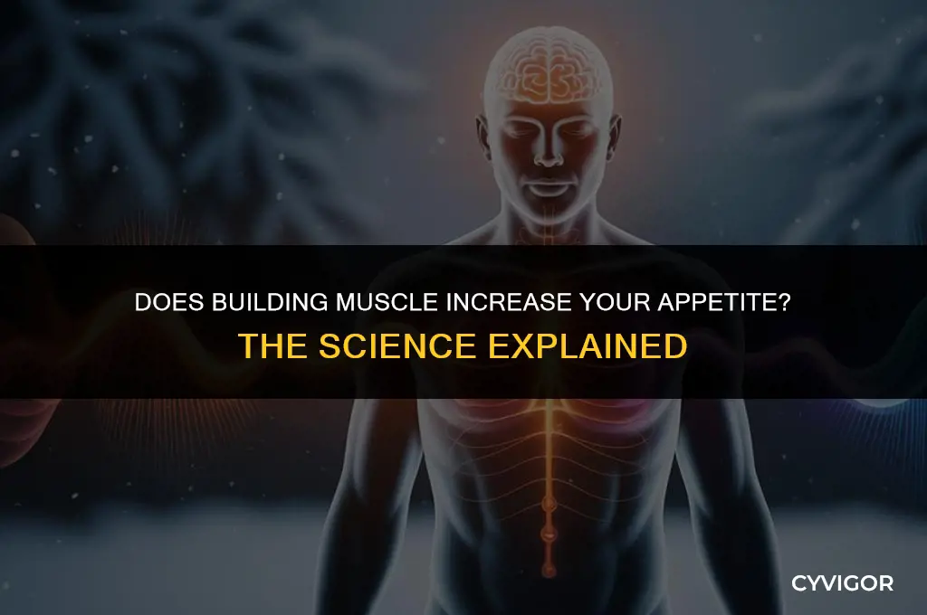 does building muscle make you hungrier