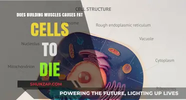 Muscle Building: Killing Fat Cells?