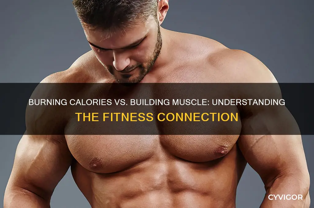 does burning calories mean gain muscle