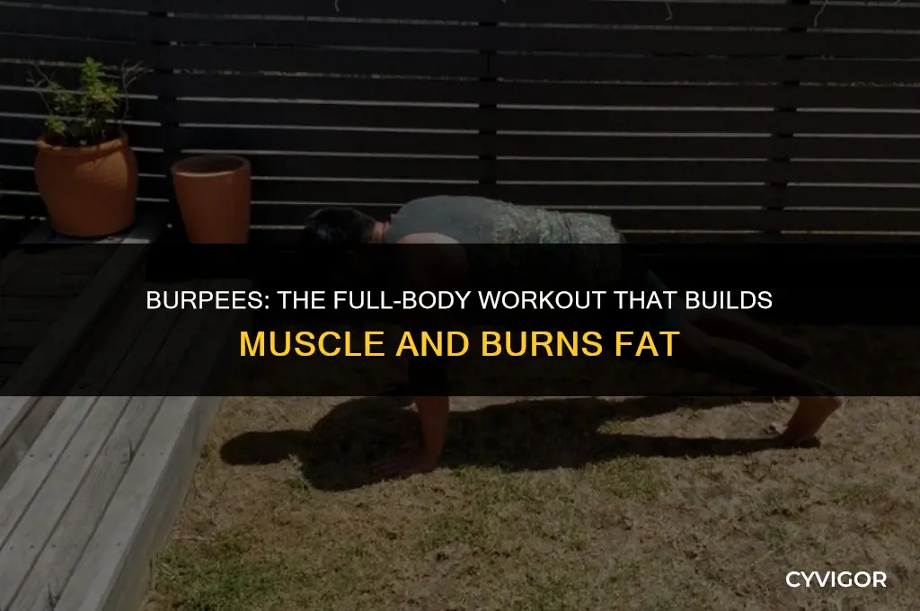 does burpees build muscle