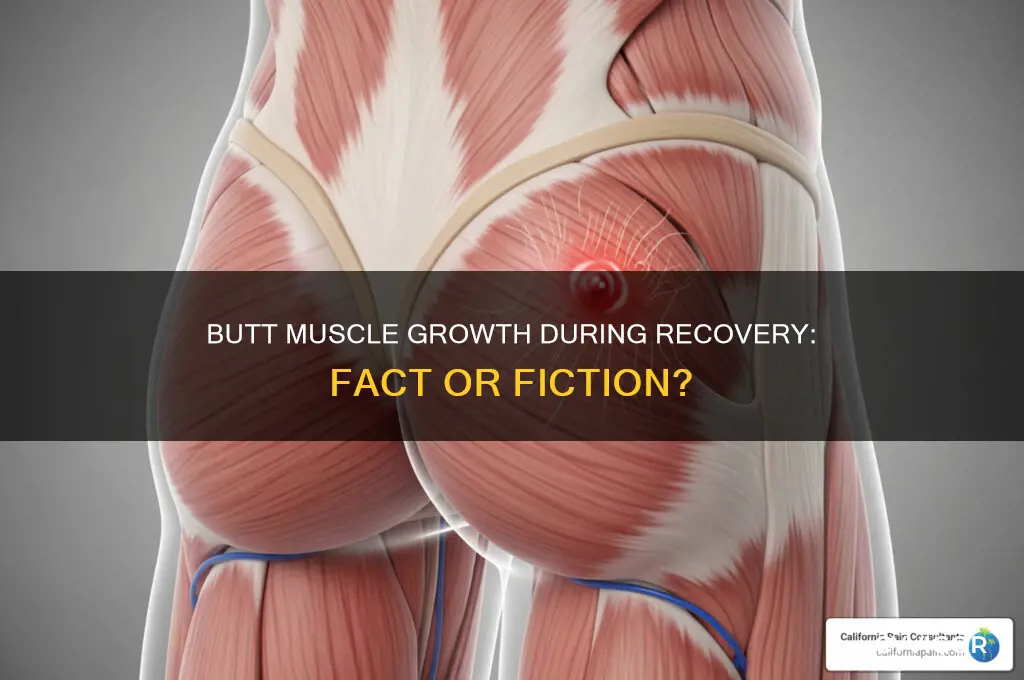 Butt Muscle Growth During Recovery: Fact Or Fiction? | CyVigor