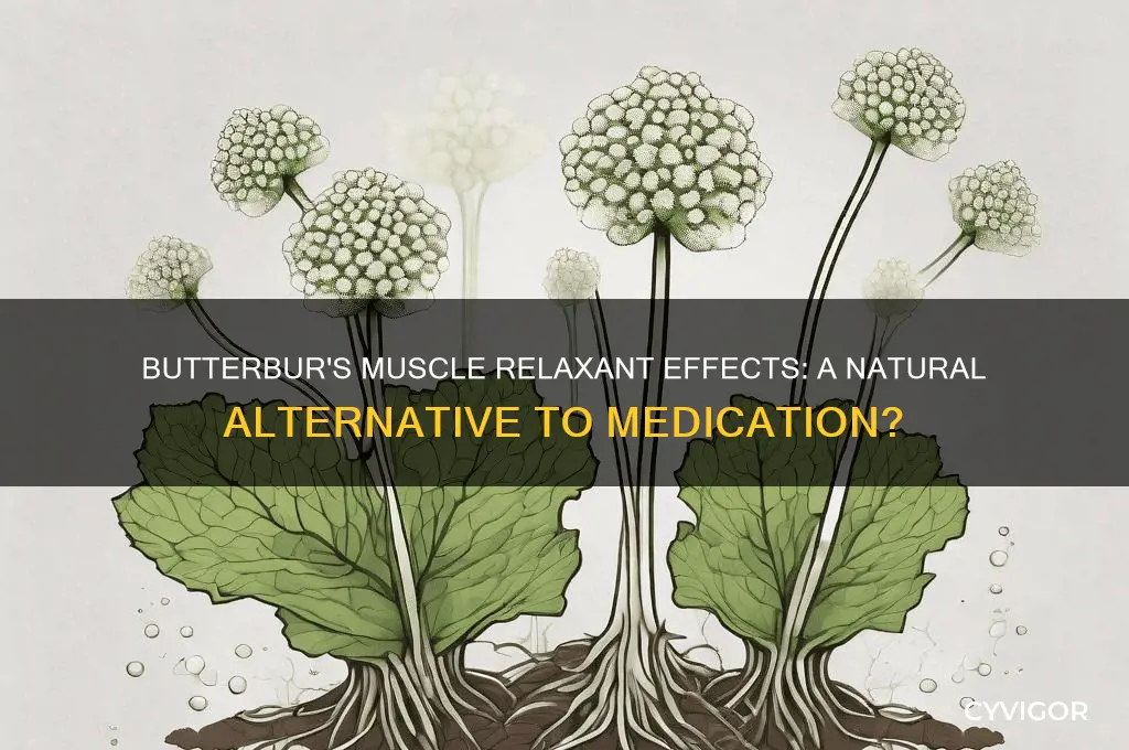 does butterbur act like muscle relaxers