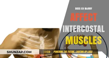 Exploring the Impact of C5 Injuries on Intercostal Muscle Function