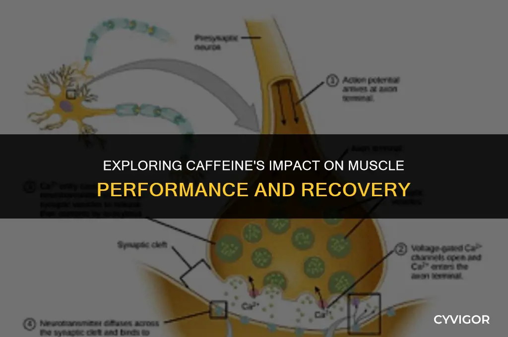 does caffeine affect muscles