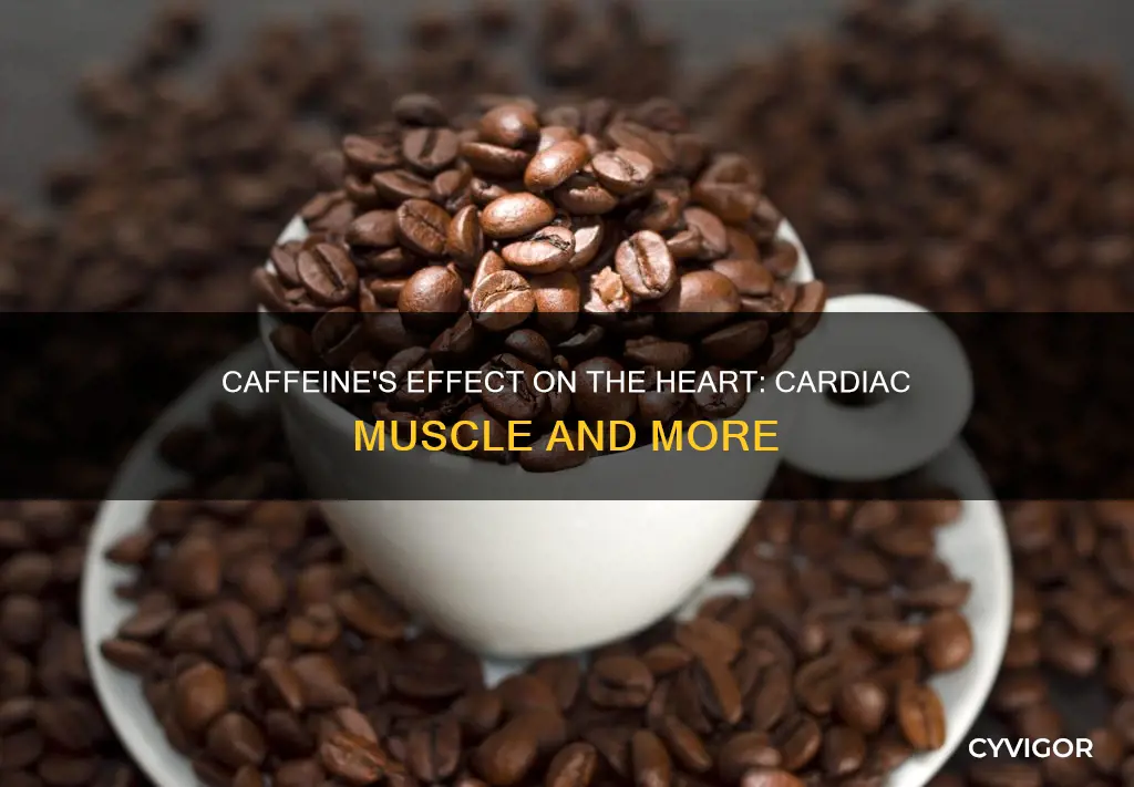 does caffeine increase cardiac muscle