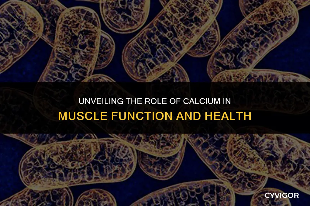 does calcium affect muscles