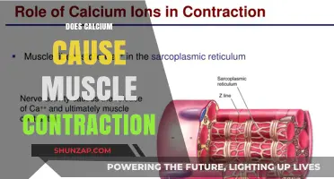 Calcium's Role in Muscle Contraction Explained