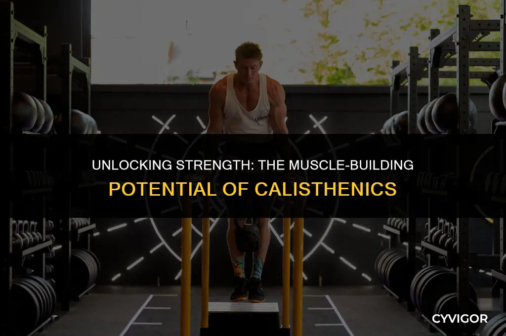 does calisthenics build muscle