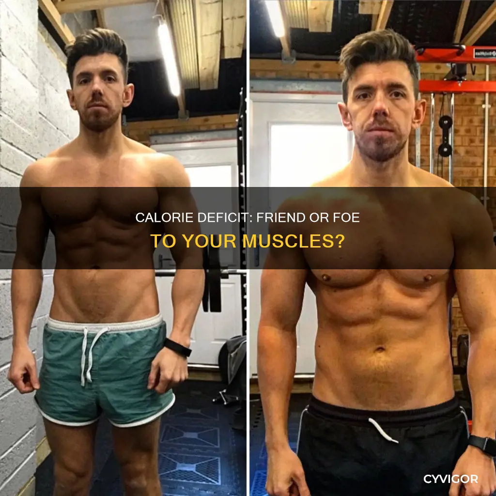 does calorie deficit burn muscle