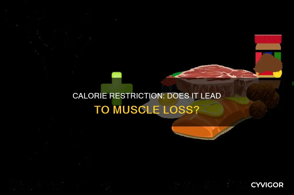 does calorie restriction cause muscle loss