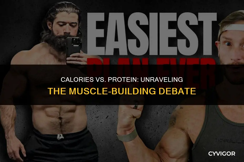 does calories or protein build muscle