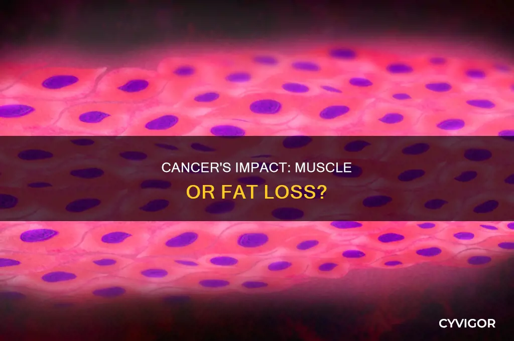 does cancer cause fat loss or muscle loss
