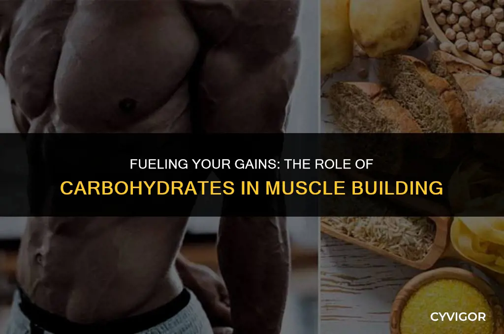 does carbohydrates help build muscle