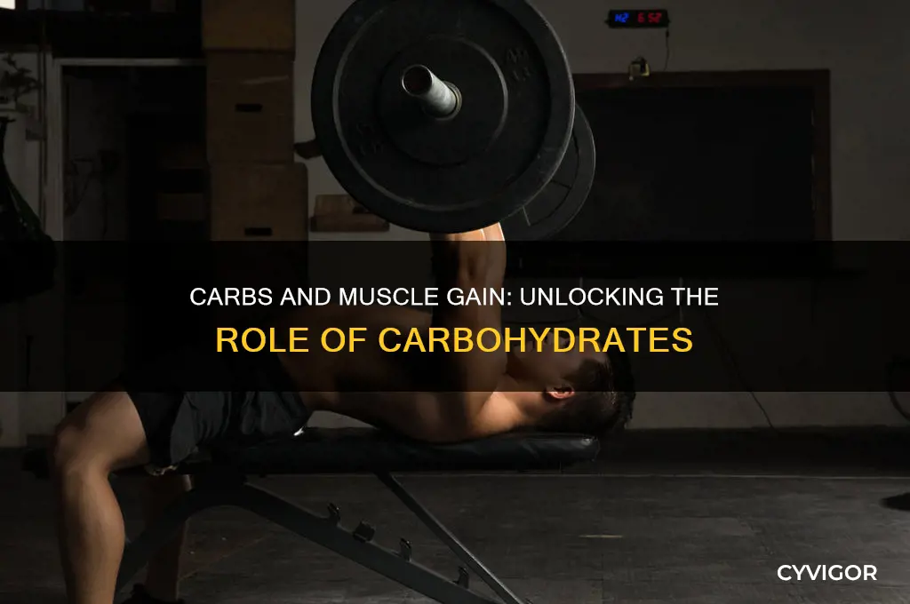does carbs help gain muscle