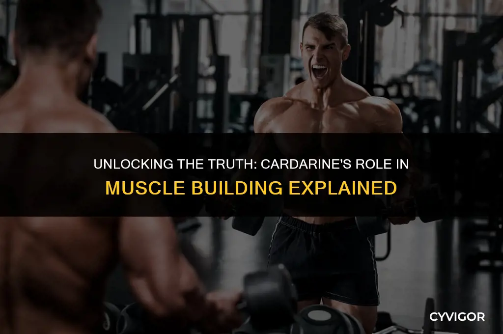 does cardarine build muscle