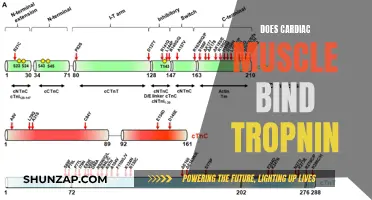 Tropomyosin and Cardiac Muscle: A Binding Relationship