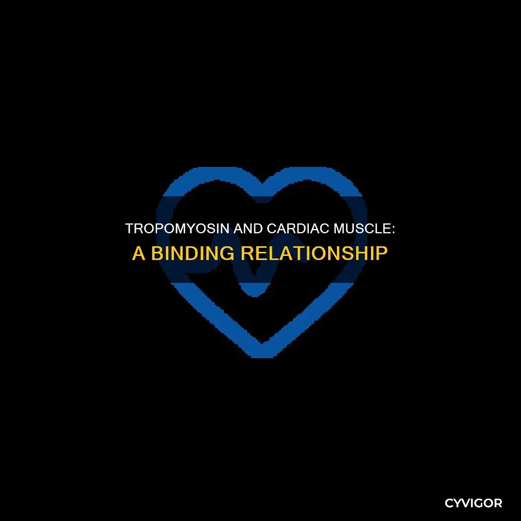 does cardiac muscle bind tropnin