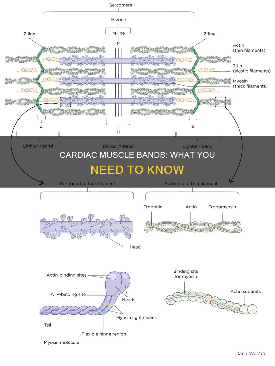 does cardiac muscle contain bands