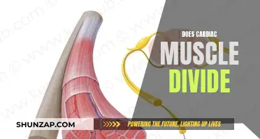 How Cardiac Muscle Defies Division