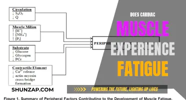 Cardiac Muscle and Fatigue: What's the Connection?