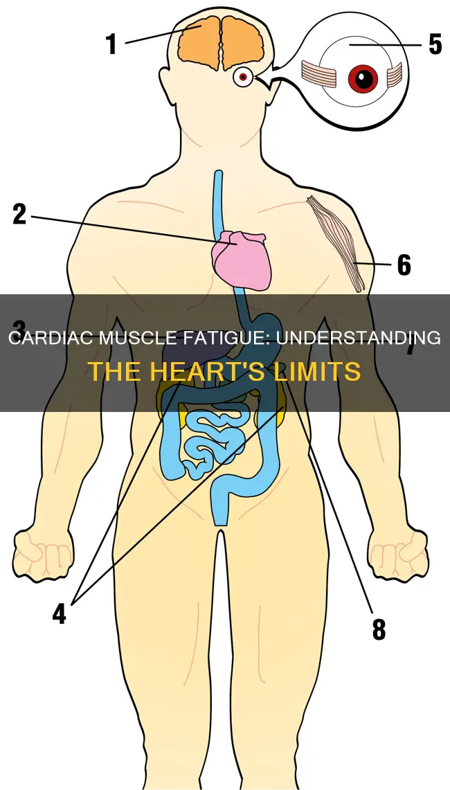 does cardiac muscle fatigue