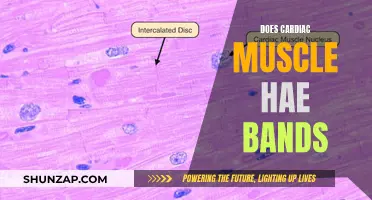 Cardiac Muscle Bands: Understanding the Structure and Function