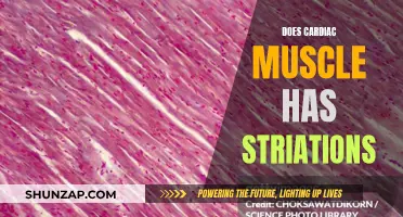 Striated Cardiac Muscle: What Does it Mean?