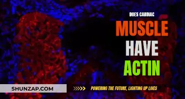 Cardiac Muscle Composition: Actin's Role Explored