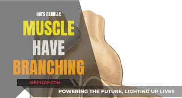 Branching Cardiac Muscle: What's the Deal?
