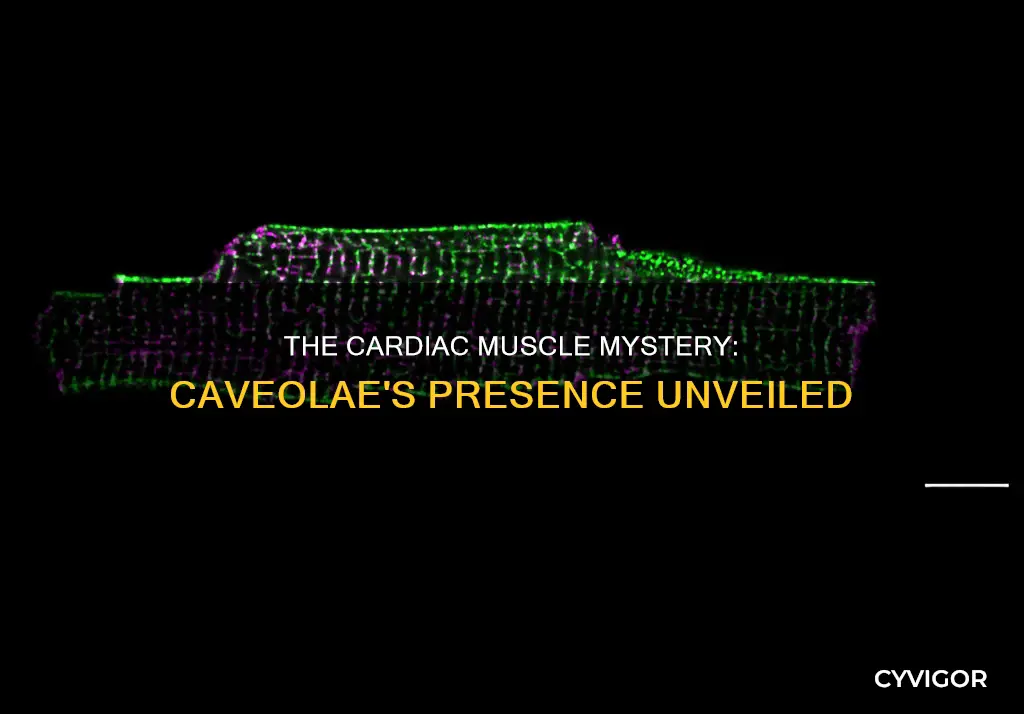 does cardiac muscle have caveolae