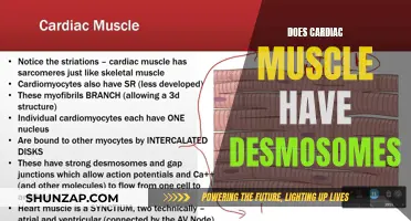 Cardiac Muscle Intricacies: Desmosomes' Role Explored