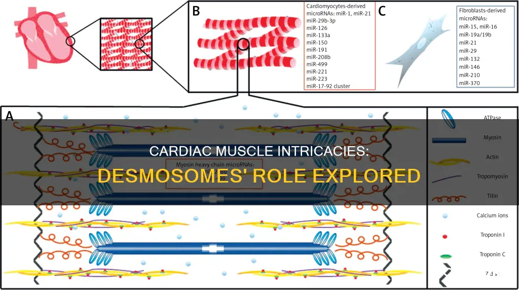 does cardiac muscle have desmosomes
