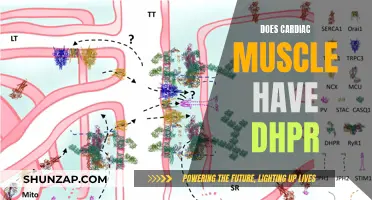 Cardiac Muscle and DHPR: What's the Connection?