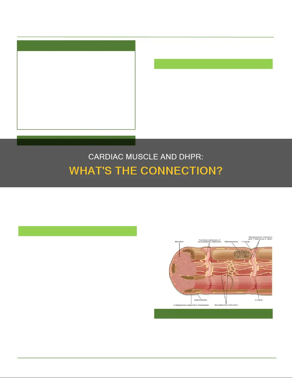 does cardiac muscle have dhpr