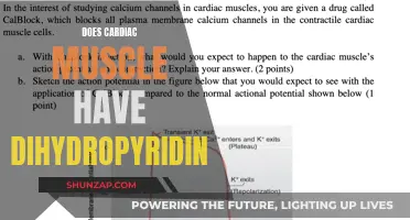 Dihydropyridine and Cardiac Muscle: What's the Connection?