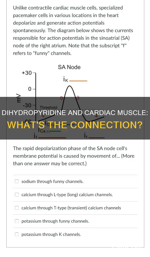 does cardiac muscle have dihydropyridine