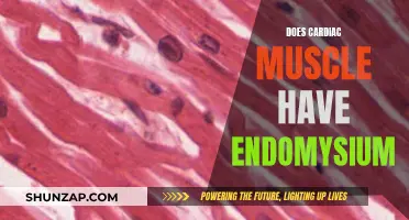 Cardiac Muscle and Endomysium: What's the Connection?