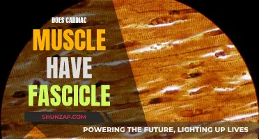 Cardiac Muscle Composition: Fascicles and More