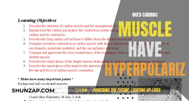 Hyperpolarization: Cardiac Muscle's Unique Ability Explored