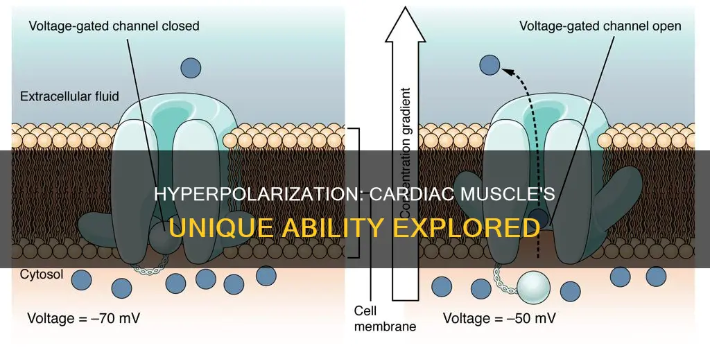 does cardiac muscle have hyperpolarize