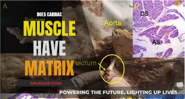 Cardiac Muscle Matrix: What's the Truth?