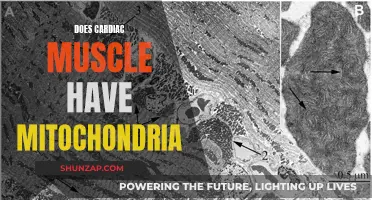 The Cardiac Muscle's Mitochondria: An Energy Powerhouse?