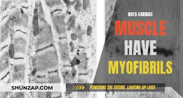 Do Cardiac Muscles Have Myofibrils?