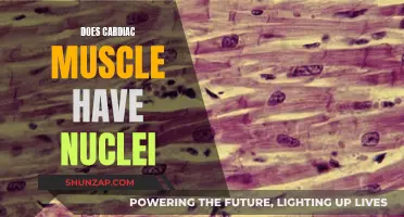 The Cardiac Muscle Mystery: Where Are the Nuclei?