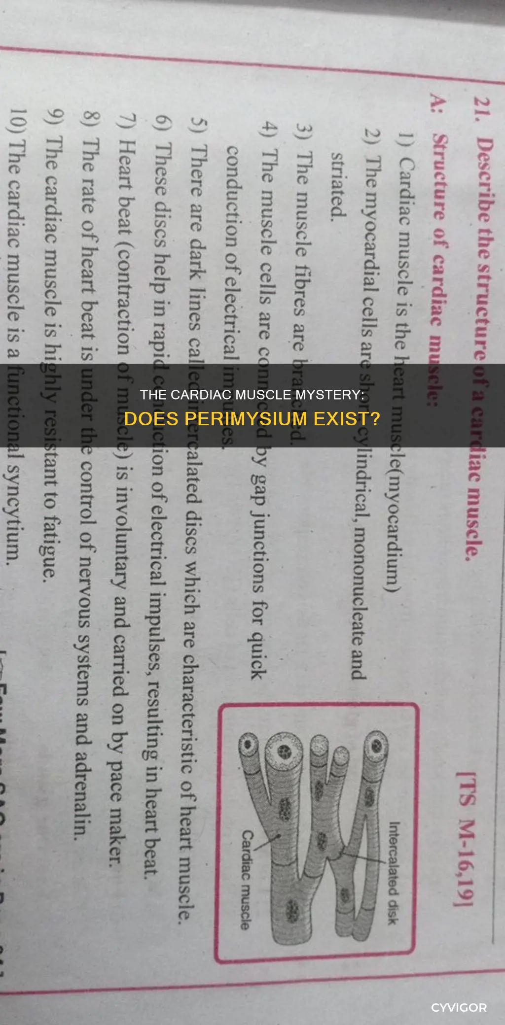does cardiac muscle have perimysium