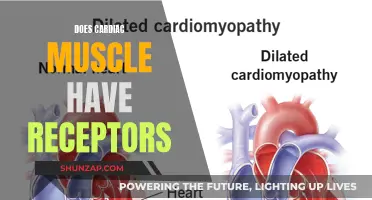 Do Cardiac Muscles Possess Receptors?