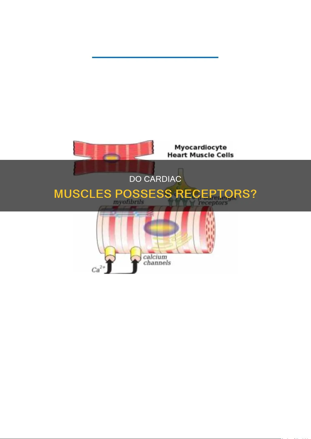 does cardiac muscle have receptors